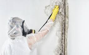 Best Residential Mold Inspection & Testing in Dunean, SC